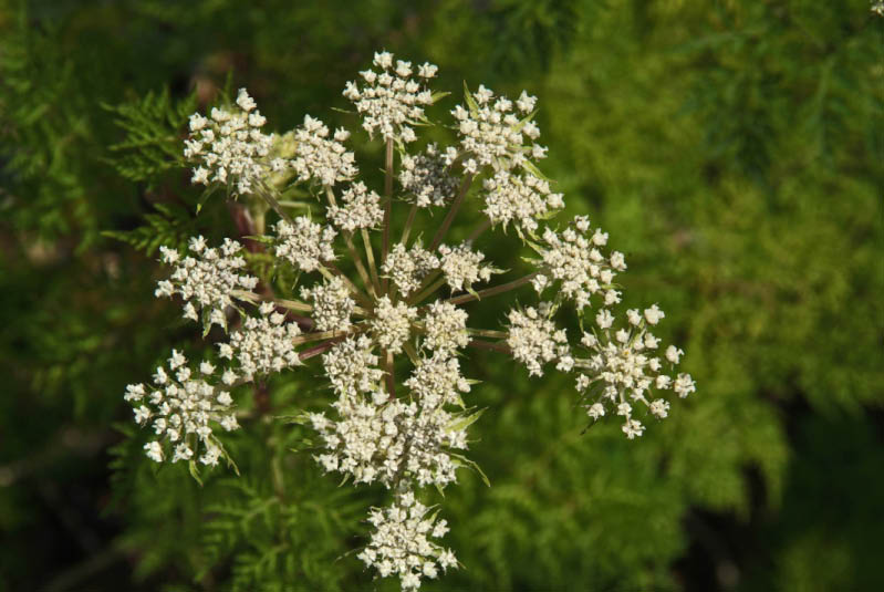 Selinum tenuifoliumKarweiselie bestellen